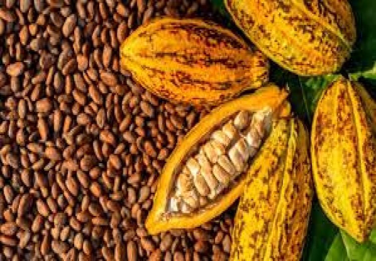 SCOOPAAK COOP-CA s’associe à FasterCapital pour accélérer l’innovation et la durabilité dans la filière cacao en Côte d’Ivoire